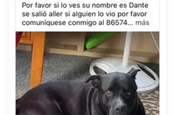 Lost собака, Robinson Gap Road, 1098, Sevierville - pattern like a bone on chest - photo