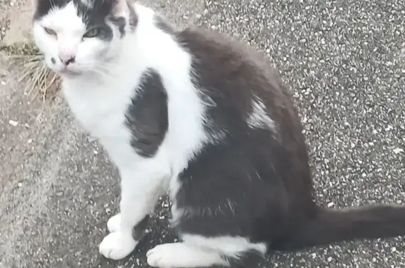 Chat perdu, Ingwiller, photo: Perdu chat mâle, Rue des Poiriers, Ingwiller - collier bleu