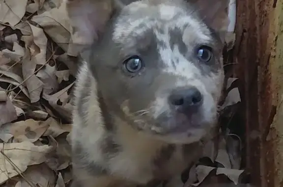 Found собака, Gaston Circle, 3...