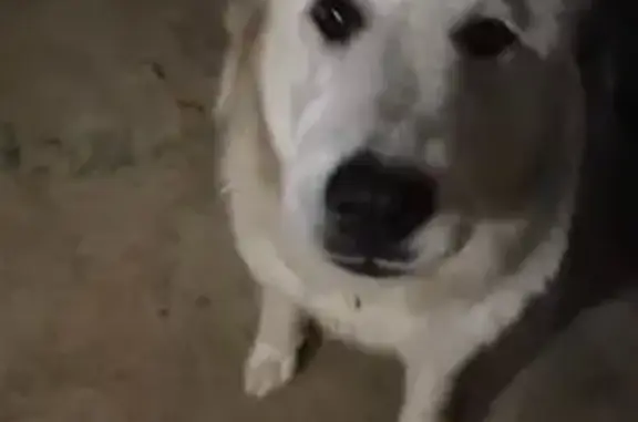 Found Собака, Sam Hodges Road,...