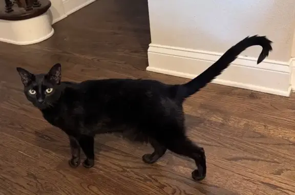 Missing cat Male, Winter Park (usl531938) - photo