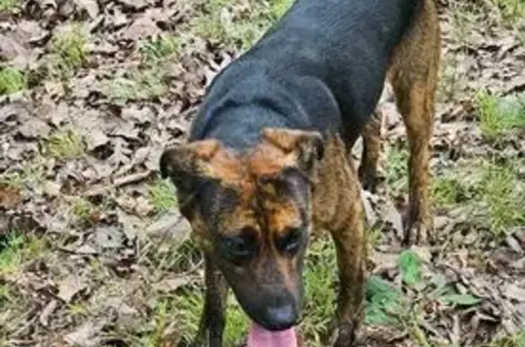 Lost Собака, Dogwood Drive, 109, Holladay - small brown, chased after a rabbit - photo