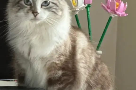 Perdu Chat, Allée Jean Berthouze, 16, Saint-Étienne - craintive avec des longs poils - photo