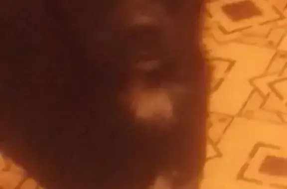 Зникла чорна собака біля Харківського шосе