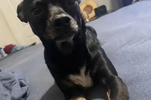 Lost Собака, Greenbank Street, 901, Las Vegas - Charlie, чихуахуа - photo