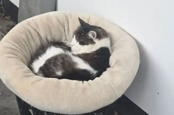 Perdu chat mâle, Rue de la Tournelle, 14, Heillecourt - ne rentre pas depuis mercredi - photo
