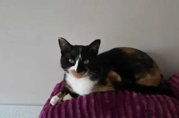Perdu chatte tricolore, Rue du Tremblay, Échirolles - photo