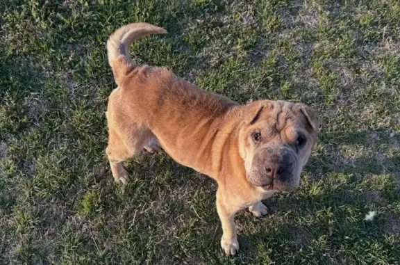 Found собака, U.S. 287, 3932,...