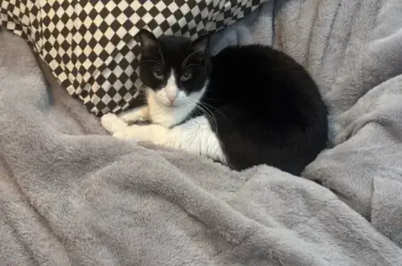 Missing cat Kansas City, photo: Lost Кошка, Flora Avenue, 7210, Kansas City - tuxedo, long eyebrow and whiskers