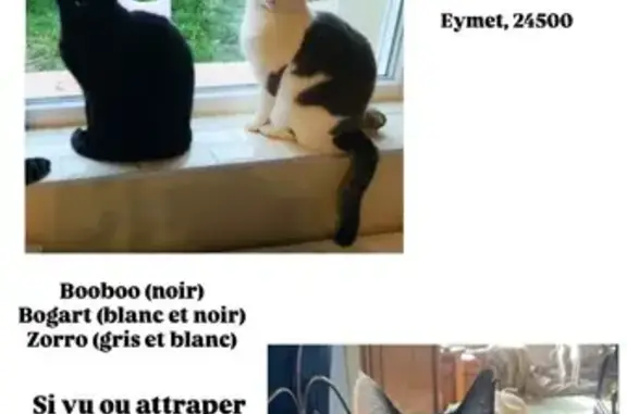 Perdu Chat Homme, Route de Cogulot, Eymet - mâle castré - photo