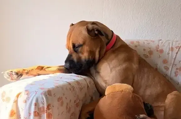 Perra Perdida: Marrón con Mancha Blanca