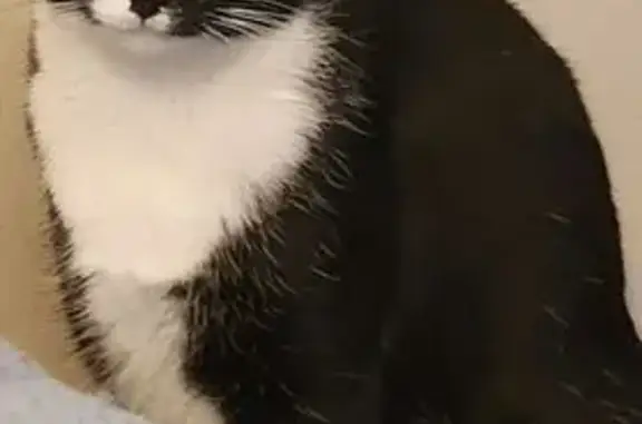 Lost Кошка, Sugar Lane, 1020, Palestine - very friendly, microchipped - photo