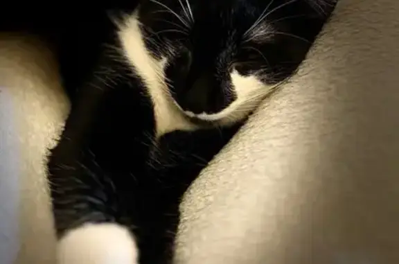 Perdu chat mâle, Rue Reinhardt, 35, Boulogne-Billancourt - très craintif - photo