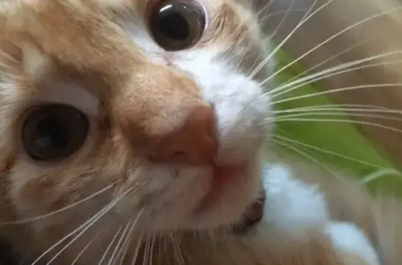 Animaux perdus Corps-Nuds, photo: Perdu chatte, Le Pront, 23, Corps-Nuds - 12 ans, pucée