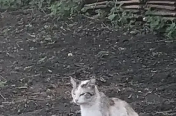 Chat perdu, Douchy-les-Mines, photo: Perdu chat femelle, Avenue de la République, Douchy-les-Mines - Nougat 16 ans