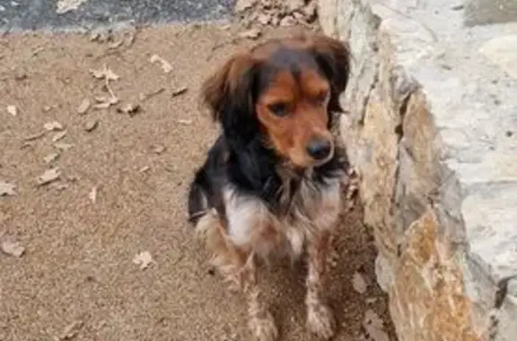Animaux trouvés Valbonne, photo: Trouvé chien homme, Avenue de Pierrefeu, 1060 Ter, Valbonne - avec collier mais sans médaille