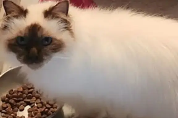 Chat perdu, Chaumont-sur-Tharonne, photo: Perdu Chat Femelle, Rue du Bois Fraisier, Chaumont-sur-Tharonne - Petite Sacré de Birmanie blanche