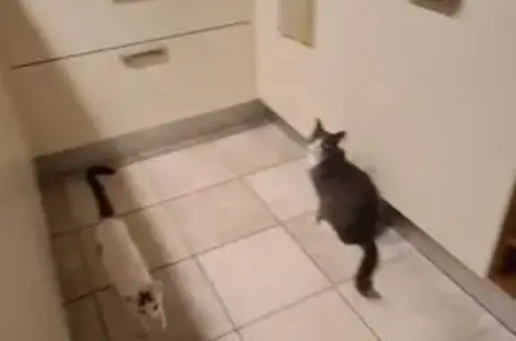 Perdu chat homme, Allée des Glénans, 6, Couëron - couleur gris et blanc - photo