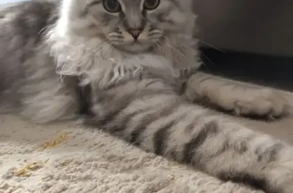 Perdu chat homme, Rue Montgolfier, Liévin - Simba a très peur de l'extérieur - photo