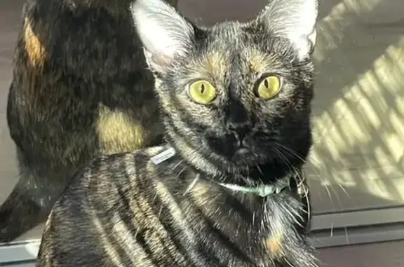 Lost кошка, East Falls View Drive, 5364, San Diego - black and orange, no collar - photo