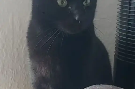 Gato Negro Cariñoso Encontrado en Barcelona