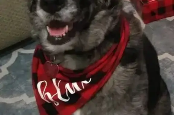 Missing dog Biloxi, photo: Lost собака, Big Ridge Road, Biloxi - black and grey Merle coat