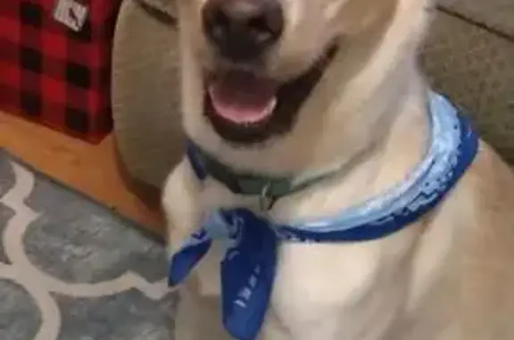 Missing dog Biloxi, photo: Lost Собака, Big Ridge Road, 15005, Biloxi - yellow lab mix with blue eyes