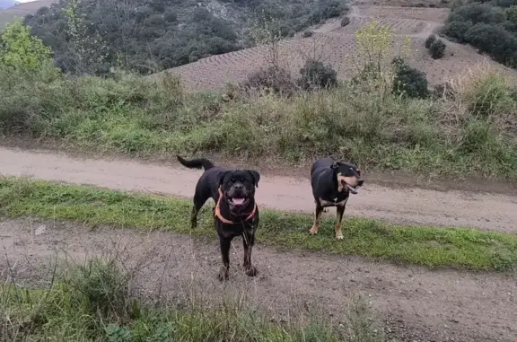 Chien perdu, Port-Vendres, Occitanie - noir Rottweiler, mâle un an - photo