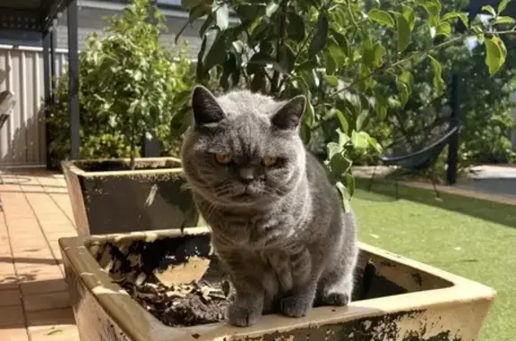 Lost pets Adelaide, photo: Lost Timid Cat: Grey with Amber Eyes