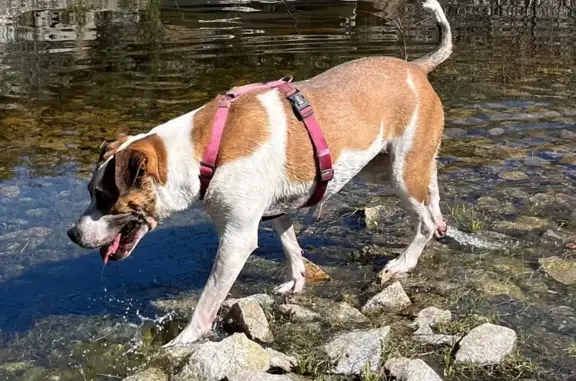 Perro Perdido: Mestiza Marrón y Blanco en Madrid