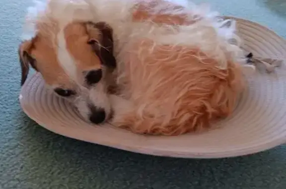 Lost Jack Russell: White & Brown in Rockingham