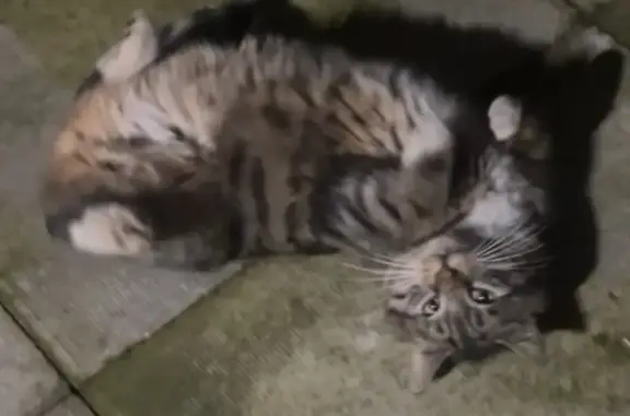 Friendly Tabby Cat Found on Lo...
