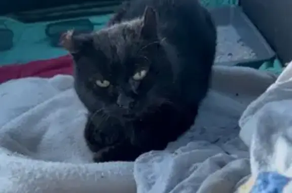 Animaux trouvés Le Minihic-sur-Rance, photo: Trouvé chat homme, Rue des Rochettes, 14, Le Minihic-sur-Rance - abcès à la pâte avant droite