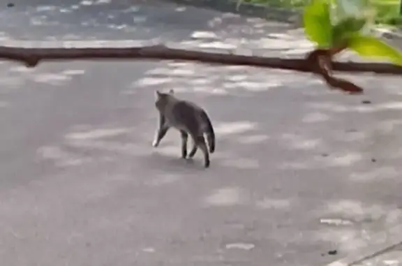 Animaux trouvés Bussy-Saint-Georges, photo: Trouvé chat, Promenade du Pavé Lory, 24, Bussy-Saint-Georges - gris tigré, boite de la patte avant gauche