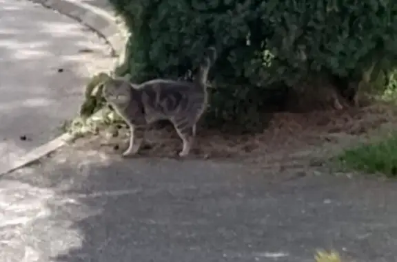 Animaux trouvés Paris, photo: Trouvé chat, Bussy-Saint-Georges, Paris - petit chat gris tigré