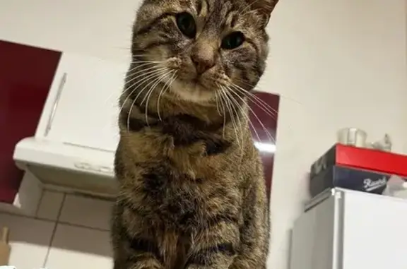 Perdu chat mâle, Rue du Docteur Hudellet, Bourg-en-Bresse - pelage épais - photo