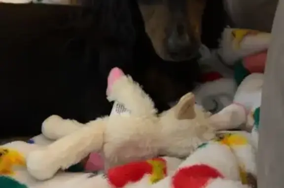 Lost Собака, 57th Lane Southeast, 3620, Olympia - long hair dachshund - photo