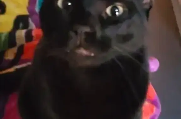 Lost Кошка, South 88th Street, 553, Mesa - Black with small whirlpool spot - photo