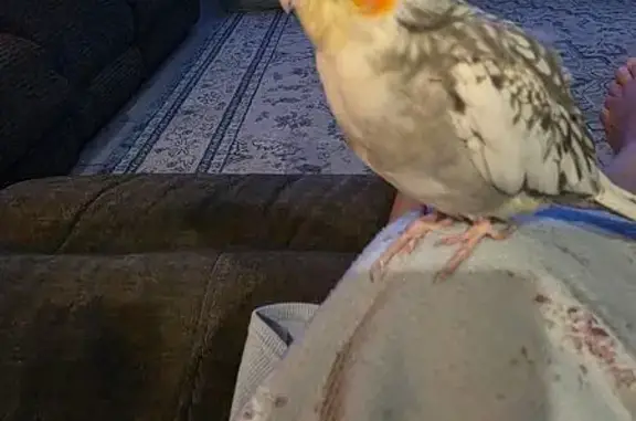 Lost bird, male, Buckeye, Ariz...