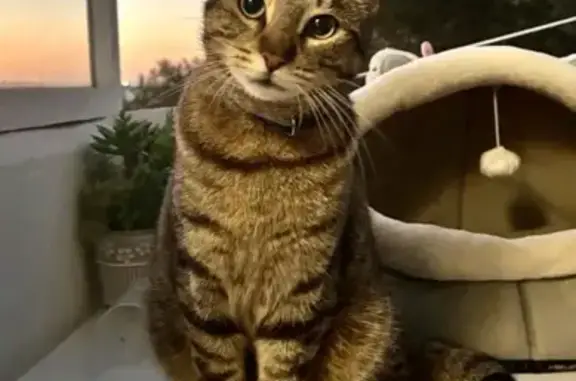 Gato Perdido: Hades, 2 Años, Sin Collar