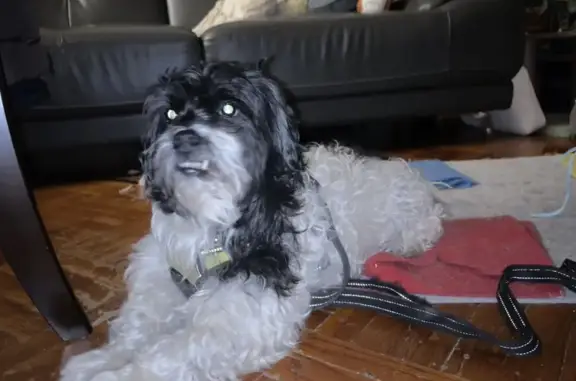 Found dog Brooklyn, photo: Found Собака Male, Ocean Parkway, 1501, Brooklyn - small breed mix with curly fur