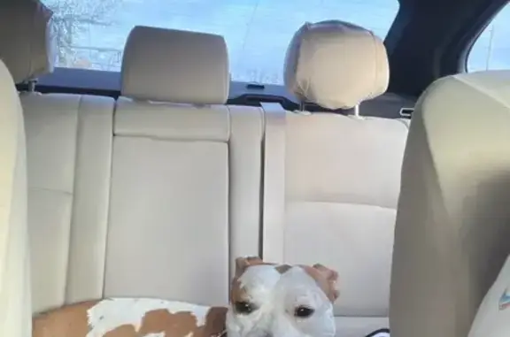 Lost Собака, Female, Jacksonville, Florida - tan and white, tripod - photo