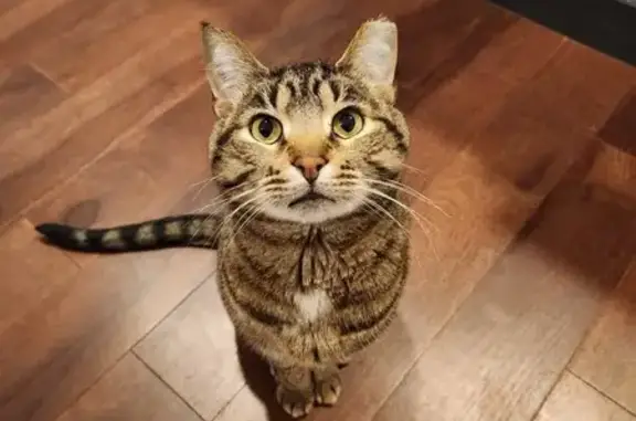 Lost Кошка, Roma Bend, 13167, Westfield - male tabby cat with a clipped ear - photo