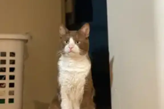 Missing cat Pleasant Hills, photo: Lost Кошка, Monsanto Drive, 8925, Cincinnati - very scared male