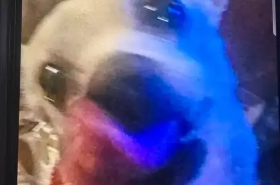 Lost Собака, Honey Hill, 6449, San Antonio - tan chequwa - photo