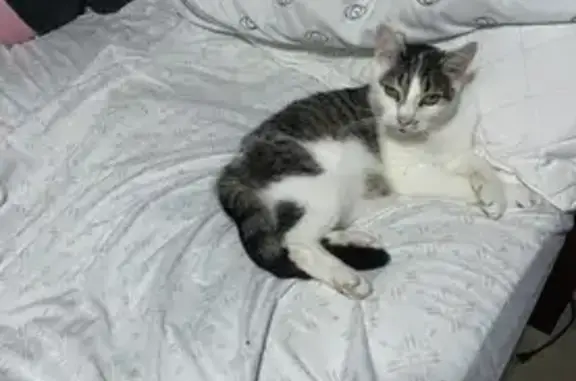 Lost Cat, Linn Street, 745, Hamilton - 14-year-old male with distinct patch - photo