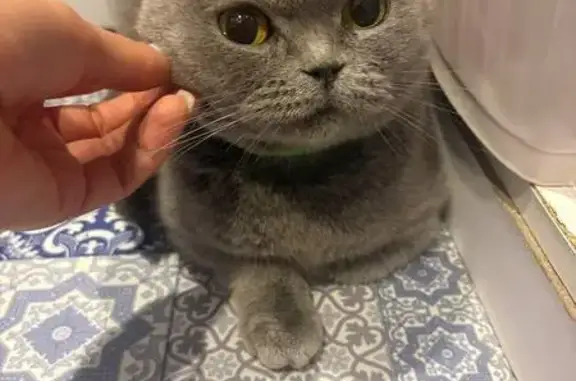 Знайдена кішка з зеленим наший...