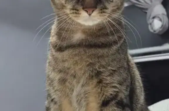 Missing cat Queens, photo: Lost Кошка, 96th Street, 87-57, New York - Brown Gray Tabby Cat with Ringed Tail