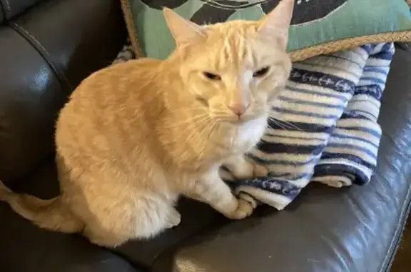 Missing cat McKenzie, photo: Missing cat Male, McKenzie (usl531971)