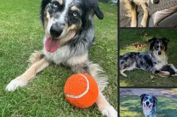 Lost Собака, Lazy Acres Road, 173, Cleveland - blue Merle Aussie with bright blue eyes - photo